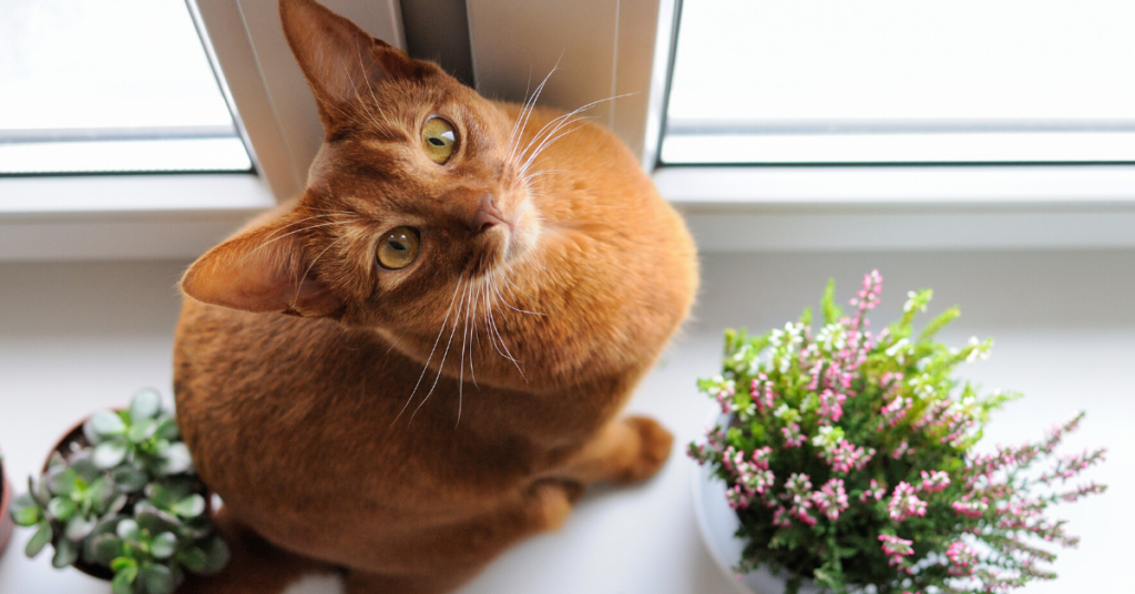 are succulents poisonous to cats