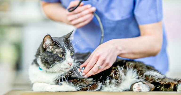 Heart Murmur in Cats – Should You Worry?