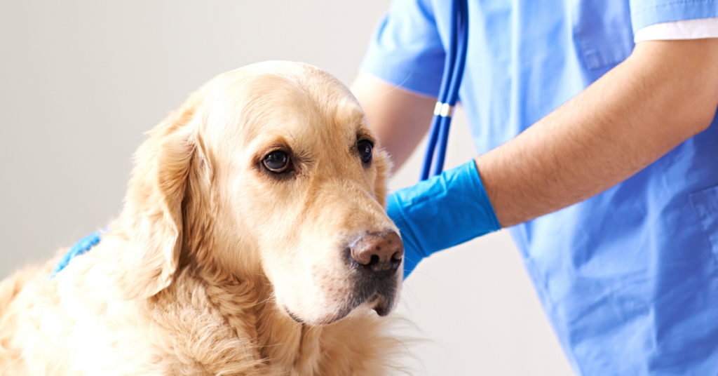 when to euthanize a dog with cushing's disease