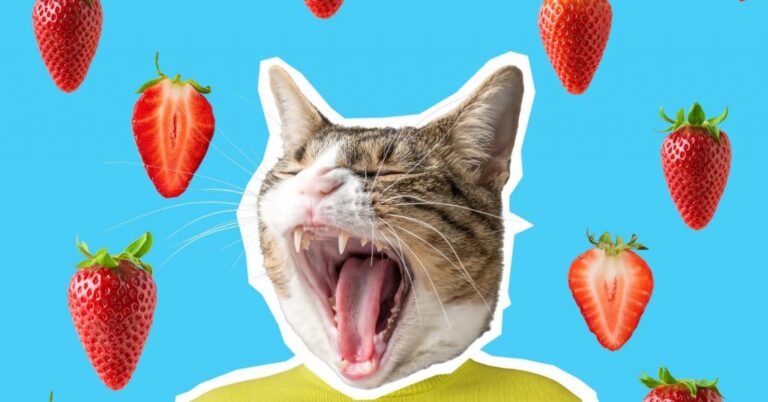 Can Cats Eat Strawberries? What to Know.