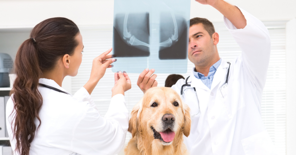 dog x ray cost