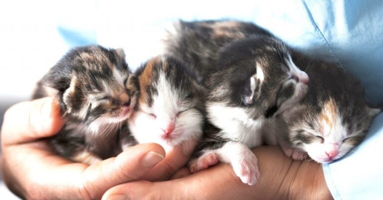 How to Treat Ringworm in Kittens
