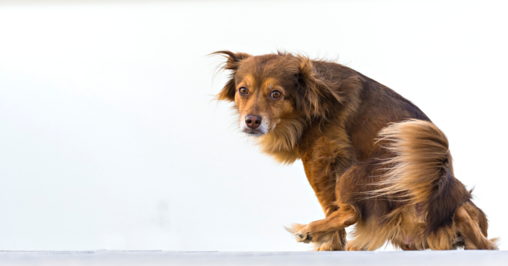 Bladder Stones in Dogs