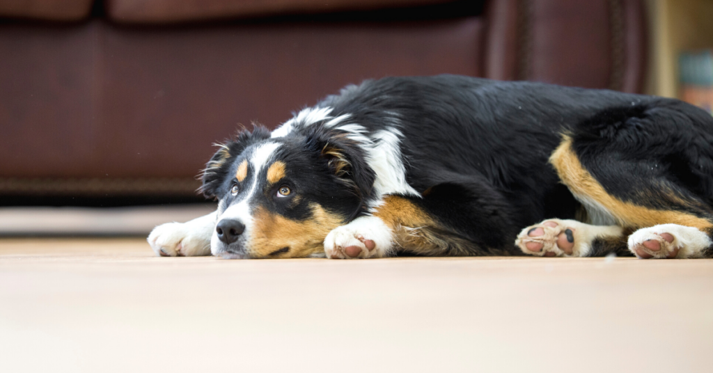 Bladder Stones in Dogs