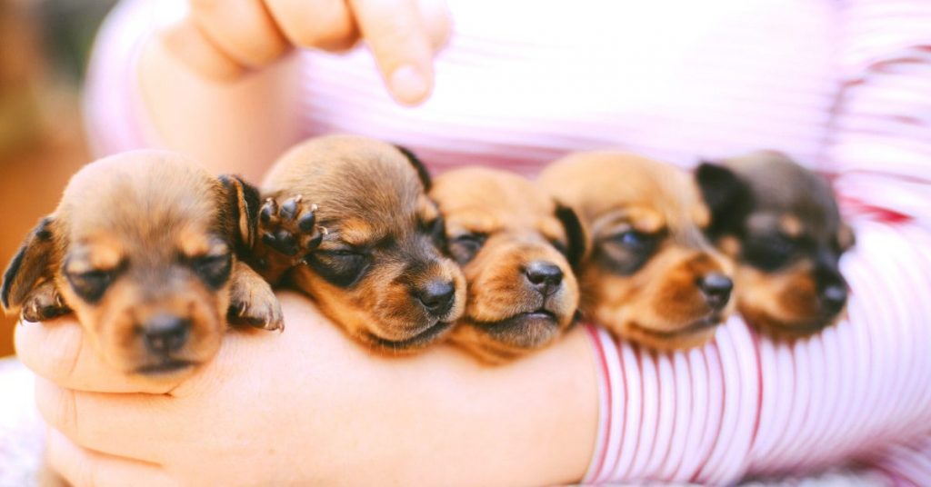 How Many Puppies Can a Dog Have? - Emergency Vet 24/7