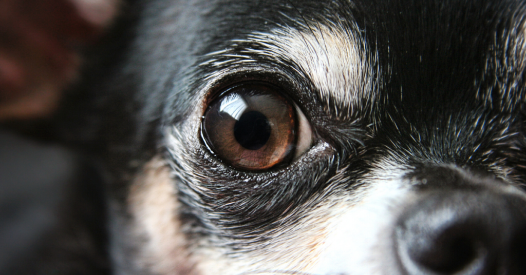 why do dogs eyes get cloudy as they age