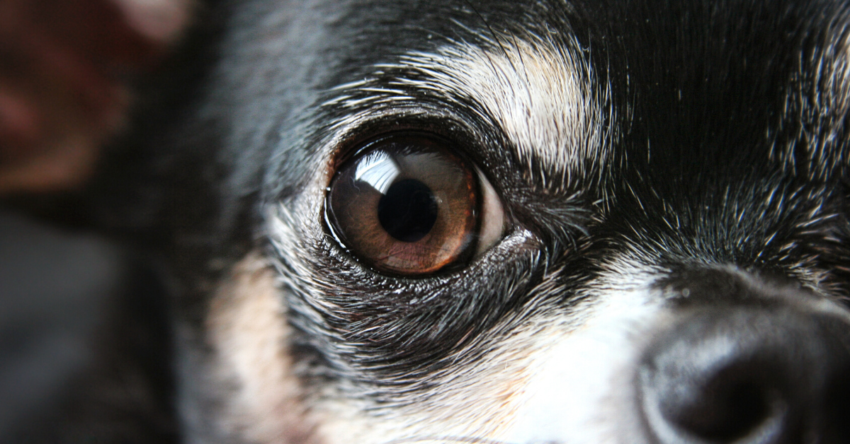 Cloudy Eyes In Dogs (Possible Causes) - Emergency Vet 24/7