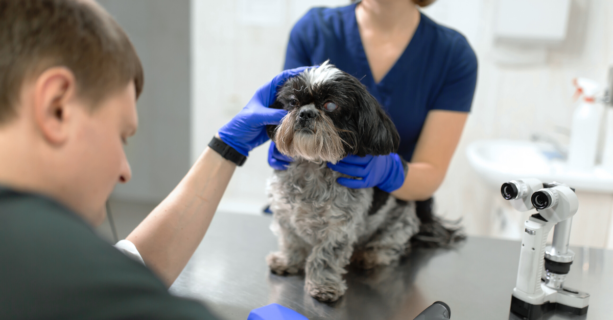 Cloudy Eyes In Dogs (Possible Causes) - Emergency Vet 24/7