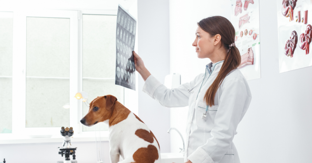 elbow dysplasia in dogs