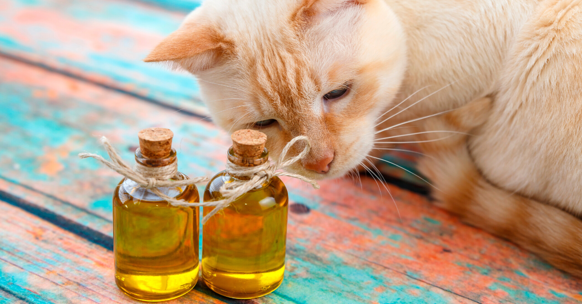 Essential Oils Toxic To Cats (A Safe Guide) Emergency Vet 24/7