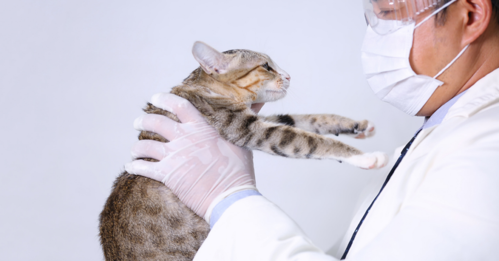 anemia in cats