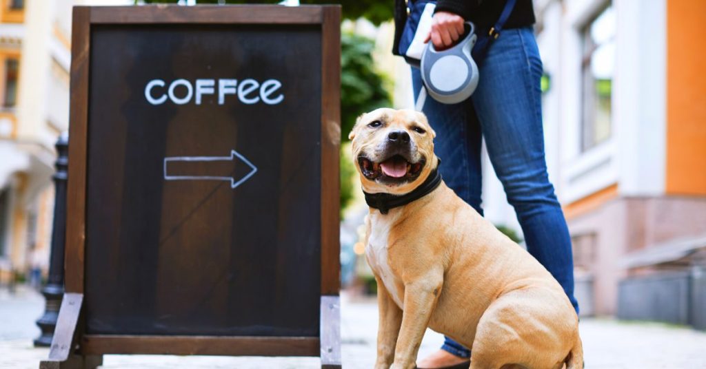 can dogs drink coffee