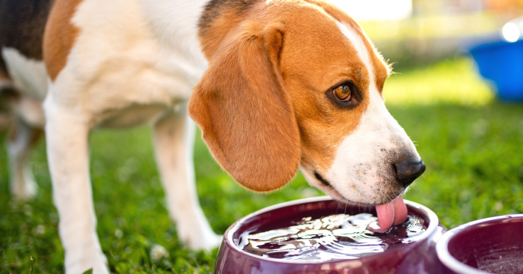 signs of dehydration in dogs
