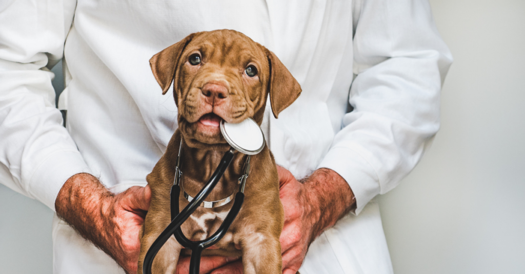 heart failure in dogs