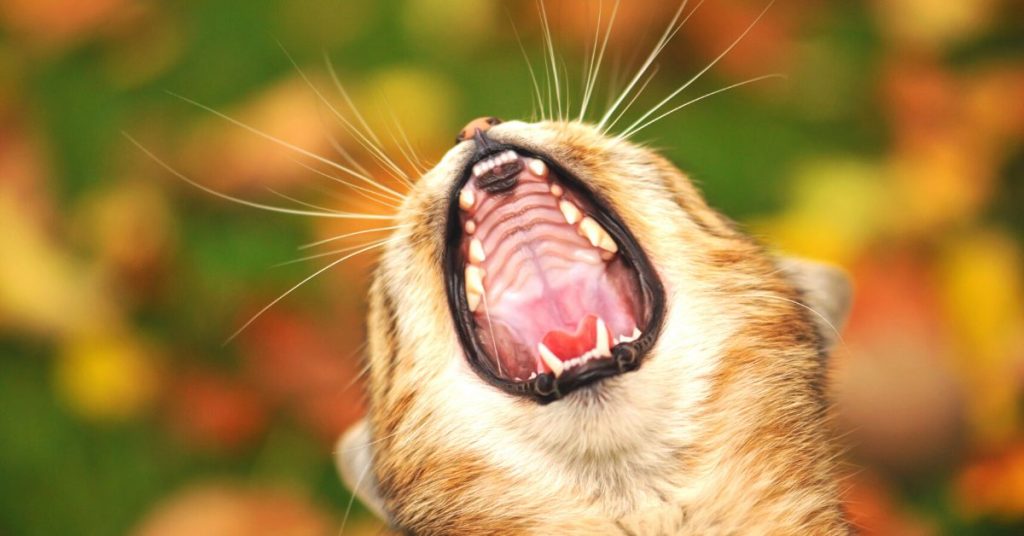 stomatitis in cats