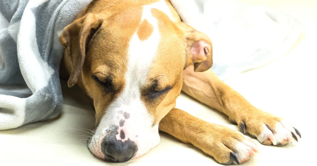 symptoms of lymphoma in dogs