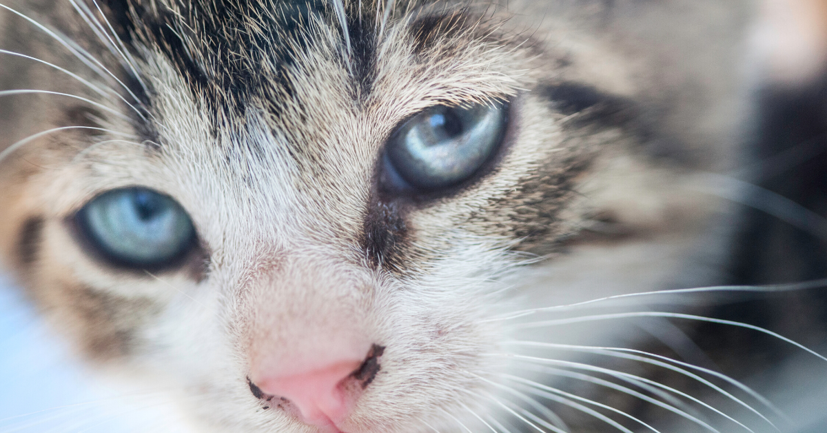 Cat Seizure (Signs & What You Should Do) - Emergency Vet 24/7