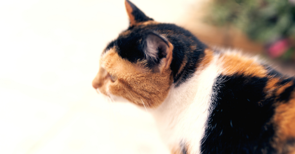 upper respiratory infection in cats