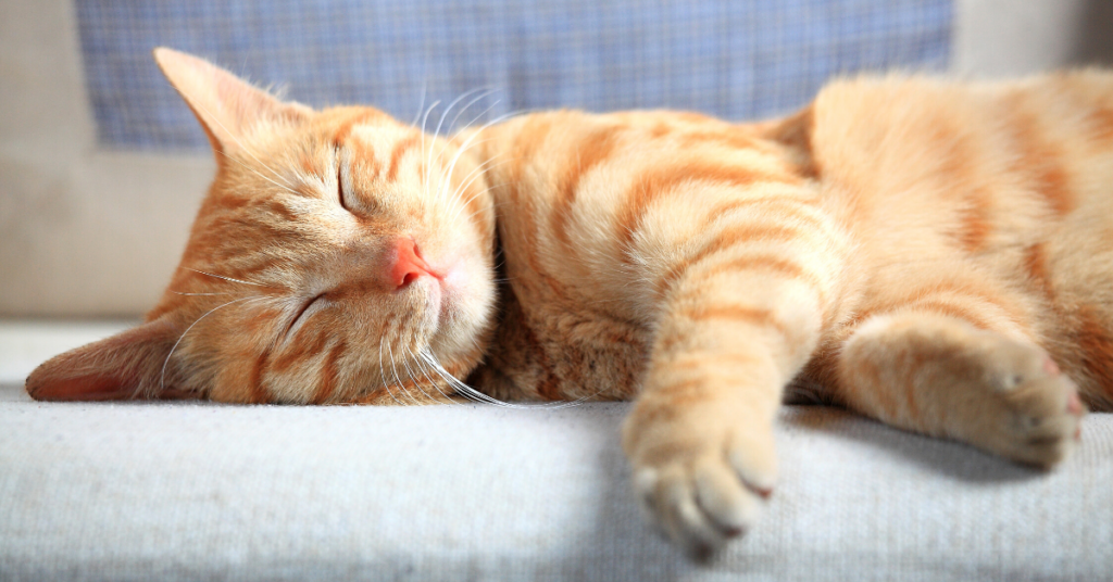 upper respiratory infection in cats