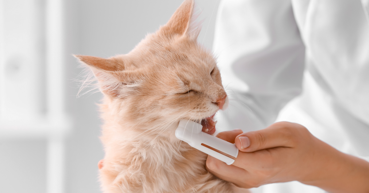 How to Treat Gingivitis in Cats Emergency Vet 24/7