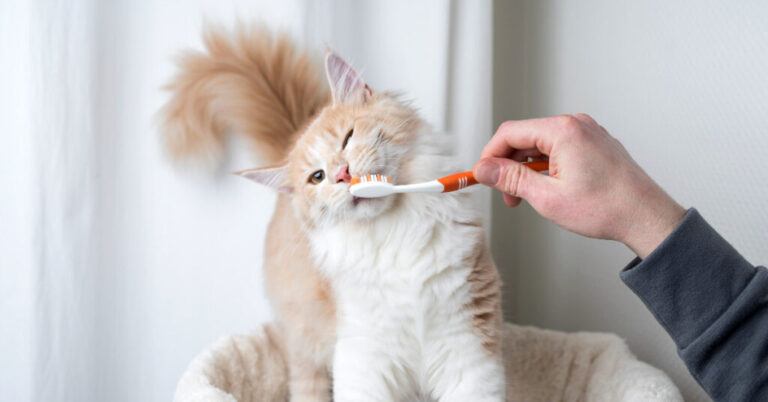 How to Treat Gingivitis in Cats