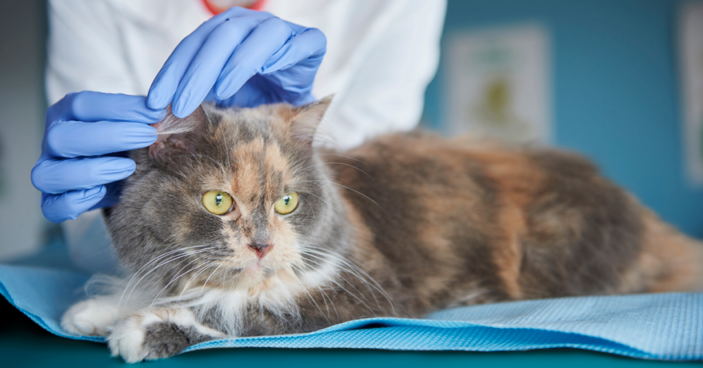 lymphoma in cats