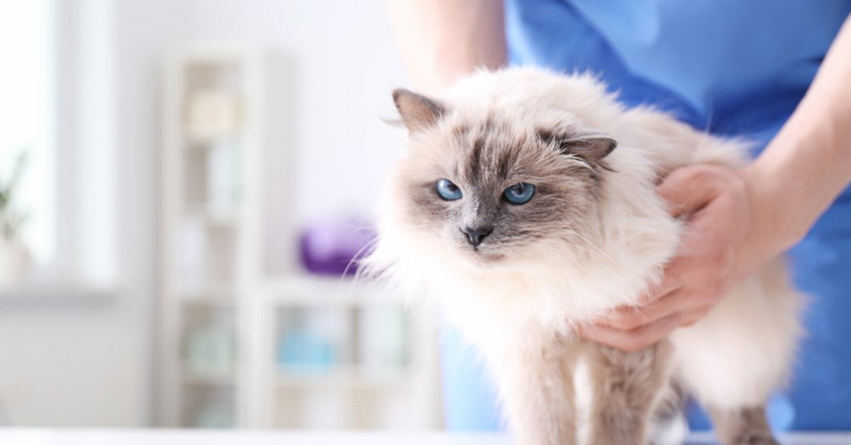 Neosporin On Cats Is It Safe? Emergency Vet 24/7