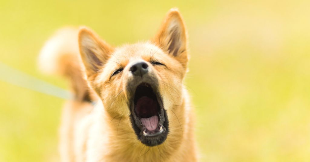 periodontal disease in dogs 