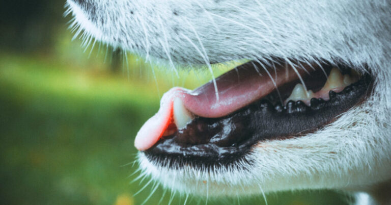 Periodontal Disease in Dogs: What to Know
