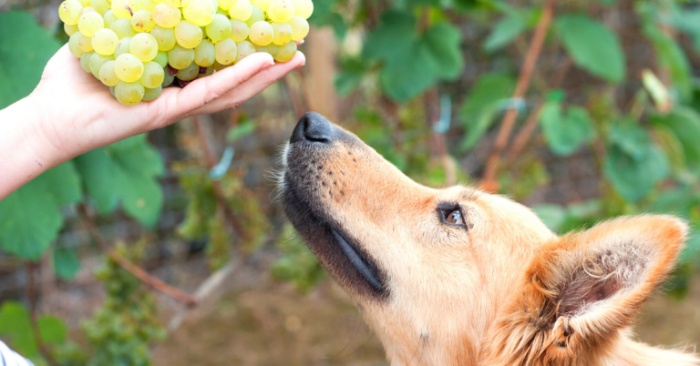 Are Grapes Toxic to Dogs?