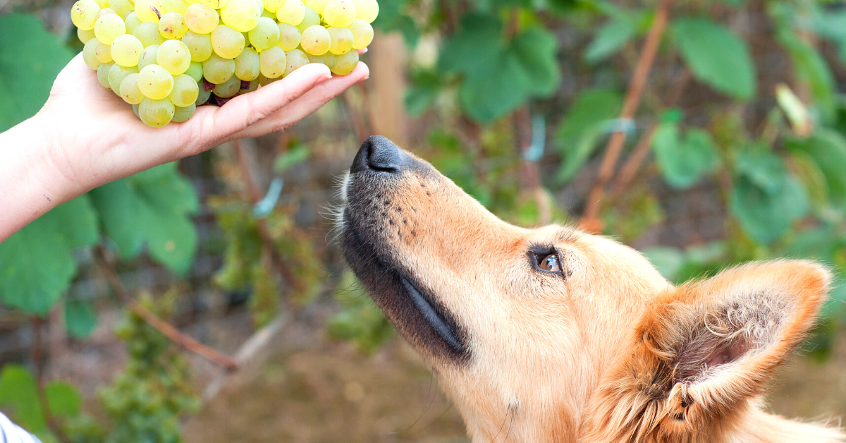 are grapes toxic to dogs