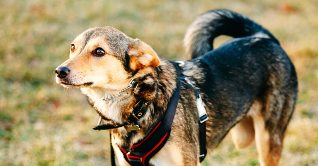 ataxia in dogs