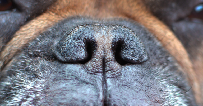 How to Care For Brachycephalic Dogs