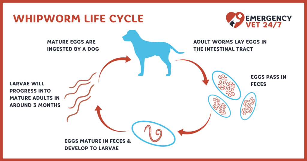 what is the life cycle of roundworms in dogs