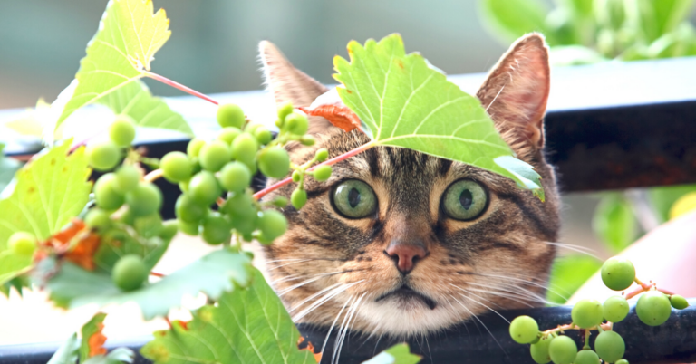 Can Cats Eat Grapes?