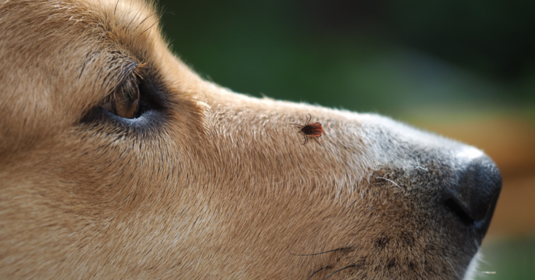 How to Treat Tick Bites on Dogs