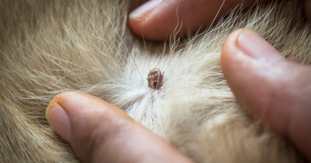 tick bites on dogs