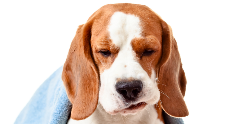 Symptoms of Kidney Failure in Dogs