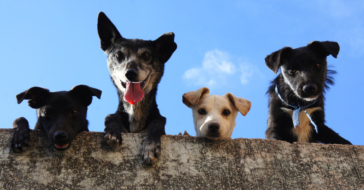 elevated liver enzymes in dogs