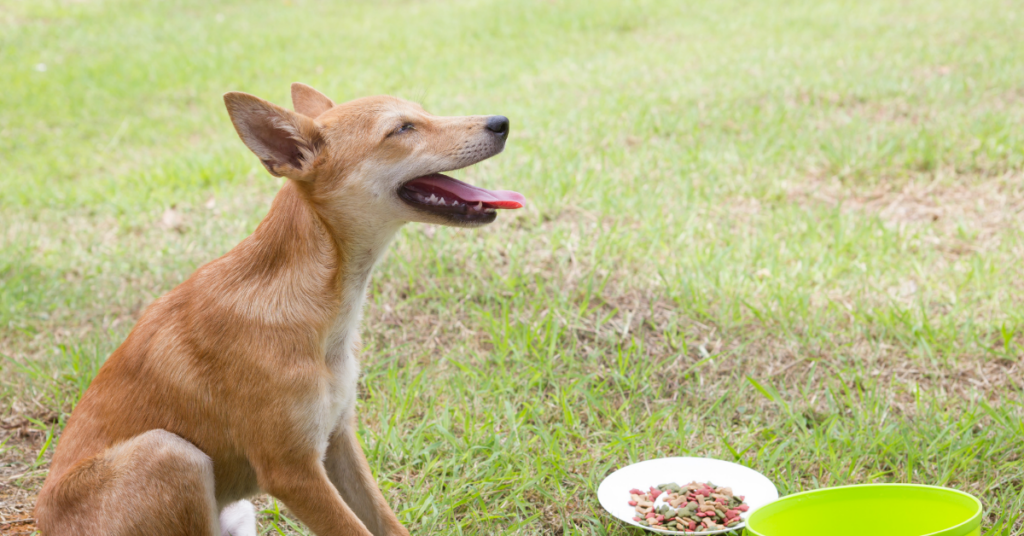 how to stop diarrhea in dogs